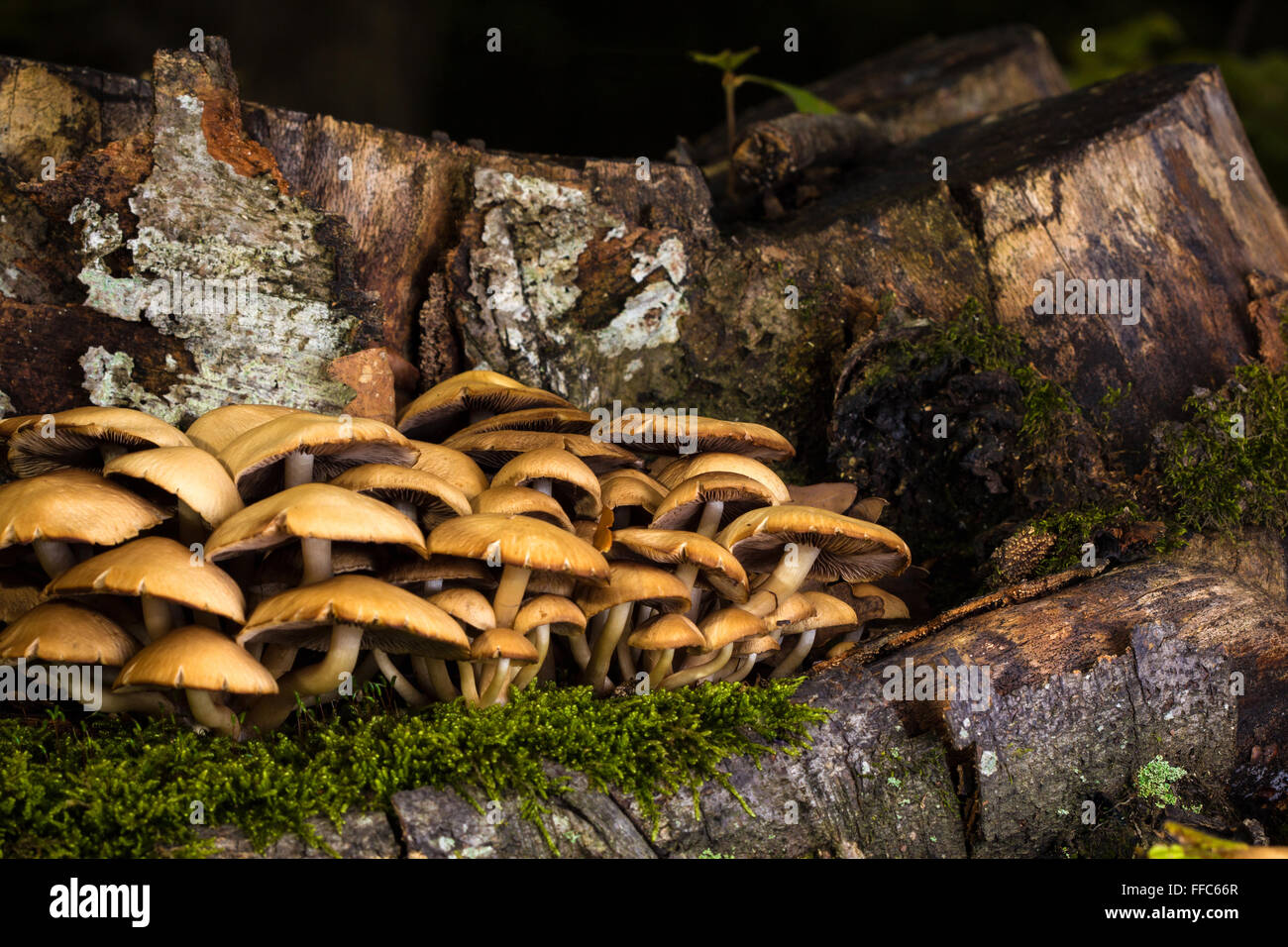 Mushrooms and tree stump in the shade of the forest Stock Photo - Alamy