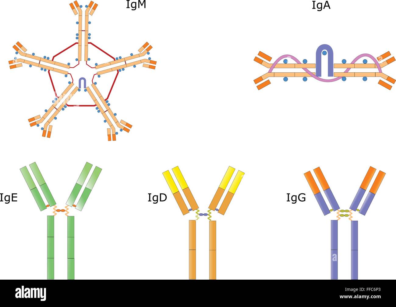 Immunoglobulin Stock Photos Immunoglobulin Stock Images Alamy