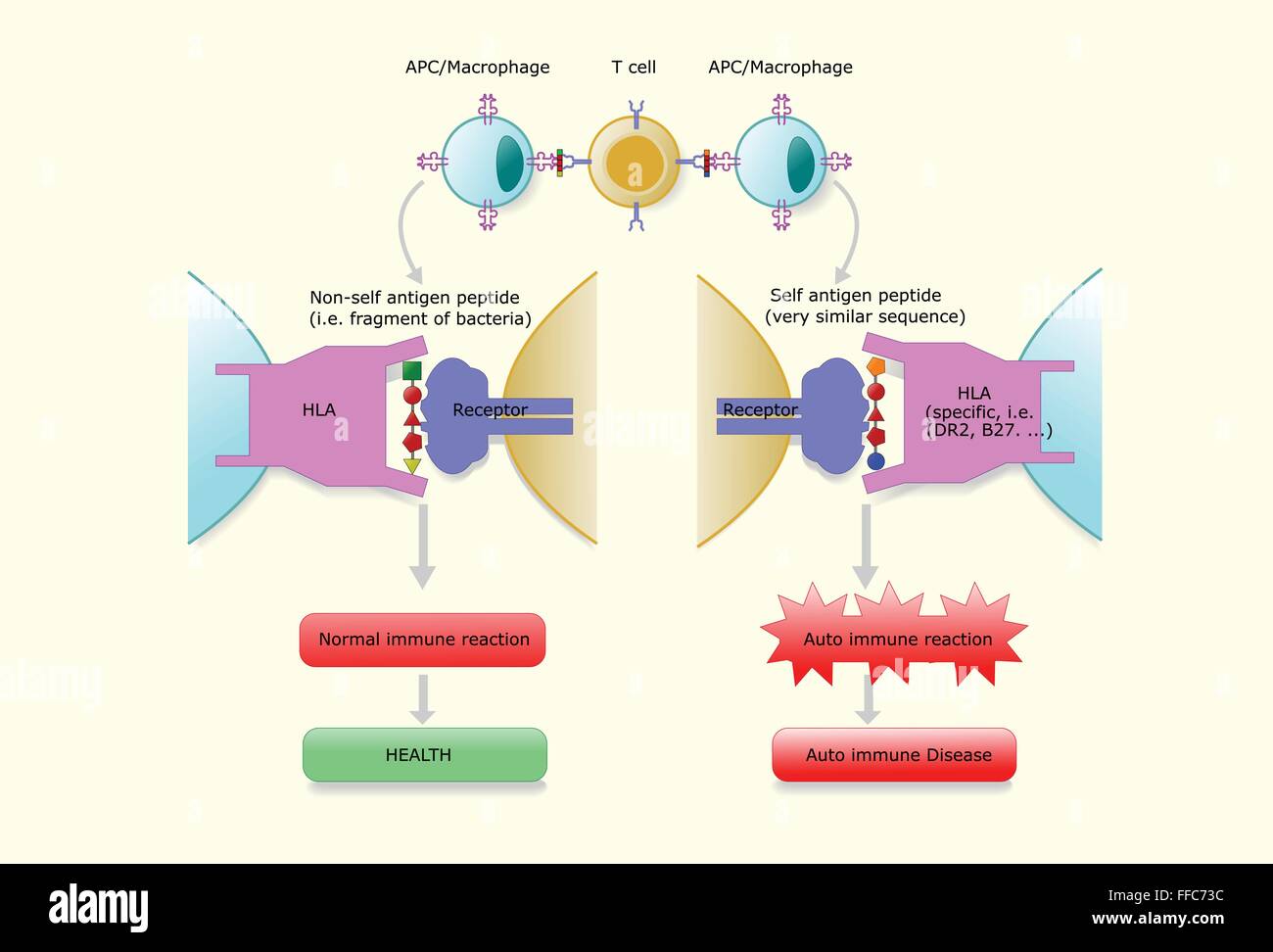 Physiologic and Pathologic mechanism of peptide recognition Stock Vector  Image & Art - Alamy