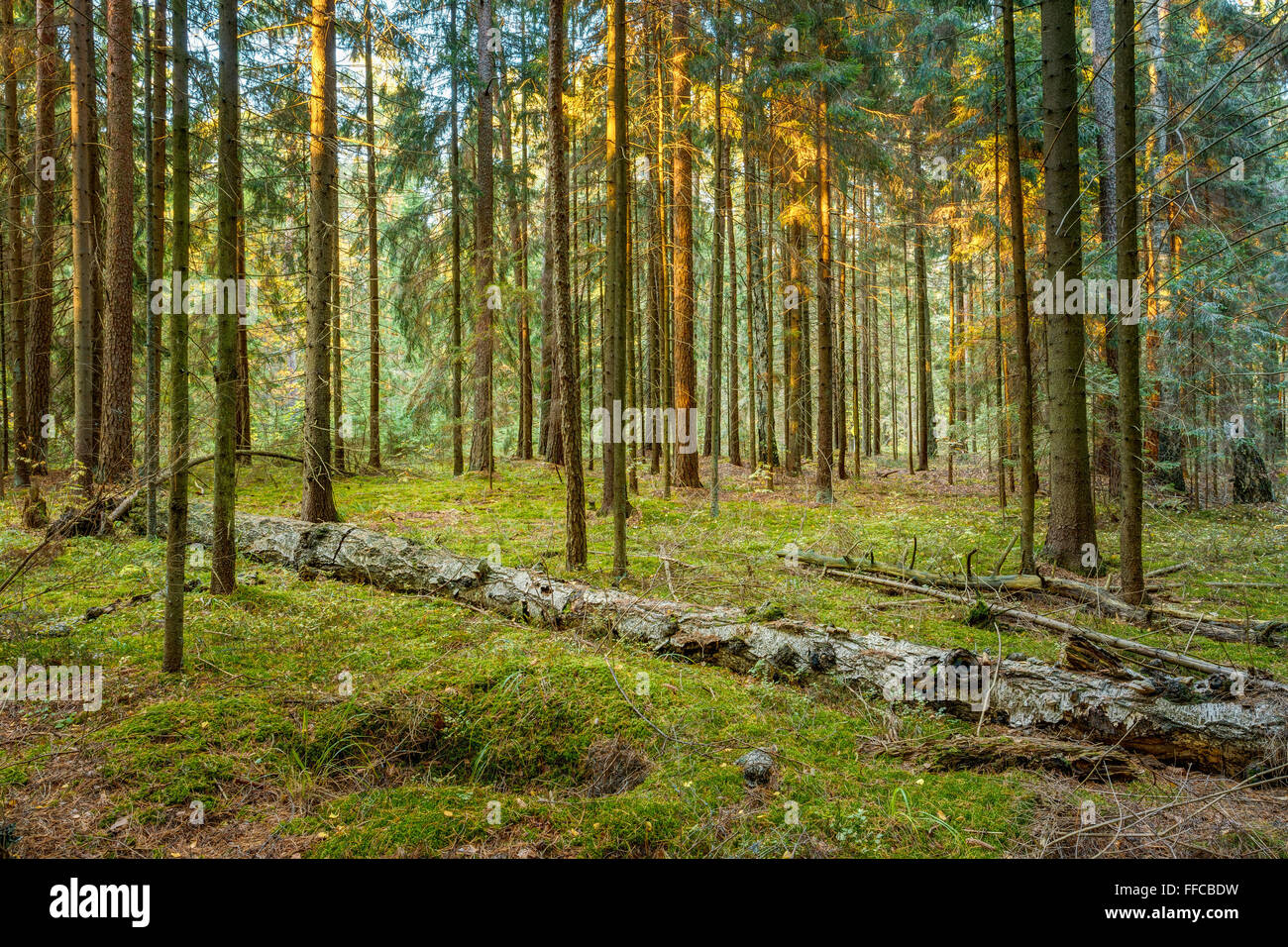 Wild autumn forest. Fallen trees in green coniferous forest reserve Stock Photo