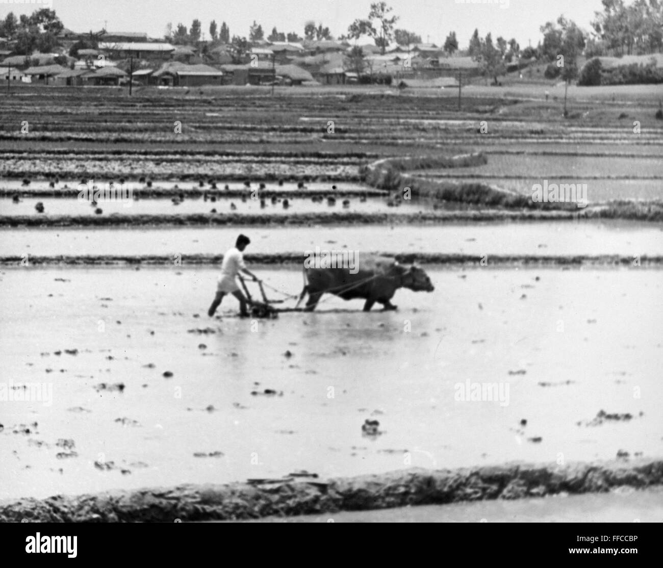 KOREA: RICE PADDY, 1950s. /nA rice paddy in South Korea at the time of the Korean War, 1950-1953. Stock Photo