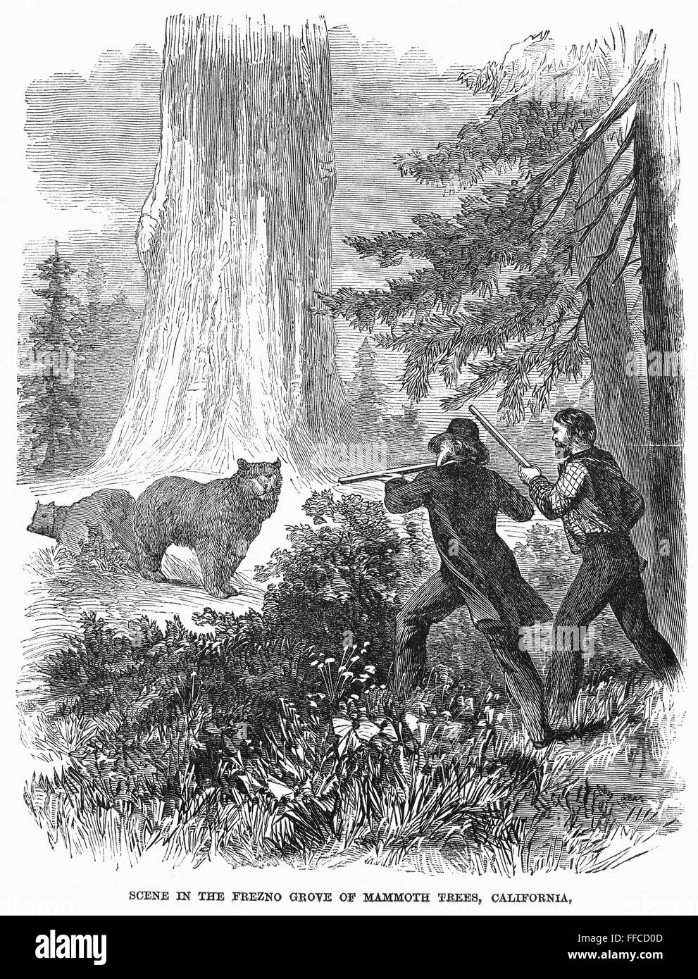 CALIFORNIA BEAR HUNT. /nHunting bears in Yosemite Valley, California. Wood engraving, American