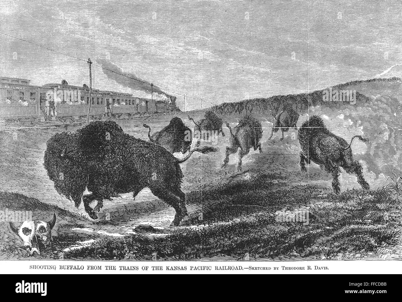 Зубр и бизон отличия. Судьба бизонов. Бизон фото. Охота индейцев на бизонов. Охота на бизонов в америке.