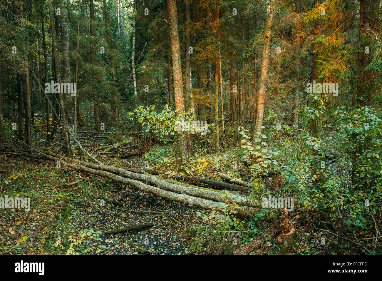 Wild autumn forest. Fallen trees in forest reserve at sunset. Stock Photo