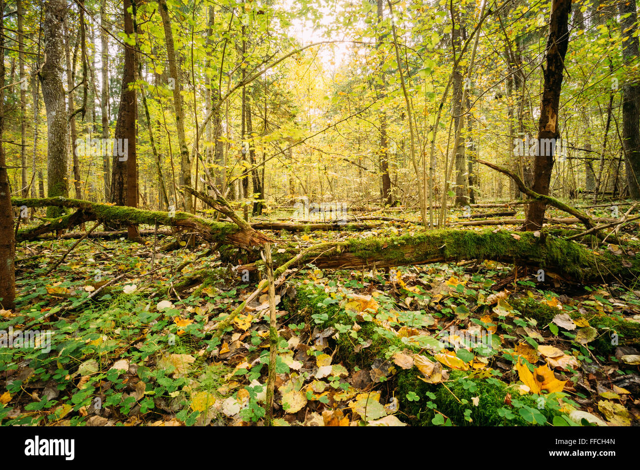 Wild autumn forest. Fallen trees in coniferous forest reserve. Reserve without human intervention in the cycle of nature. Stock Photo