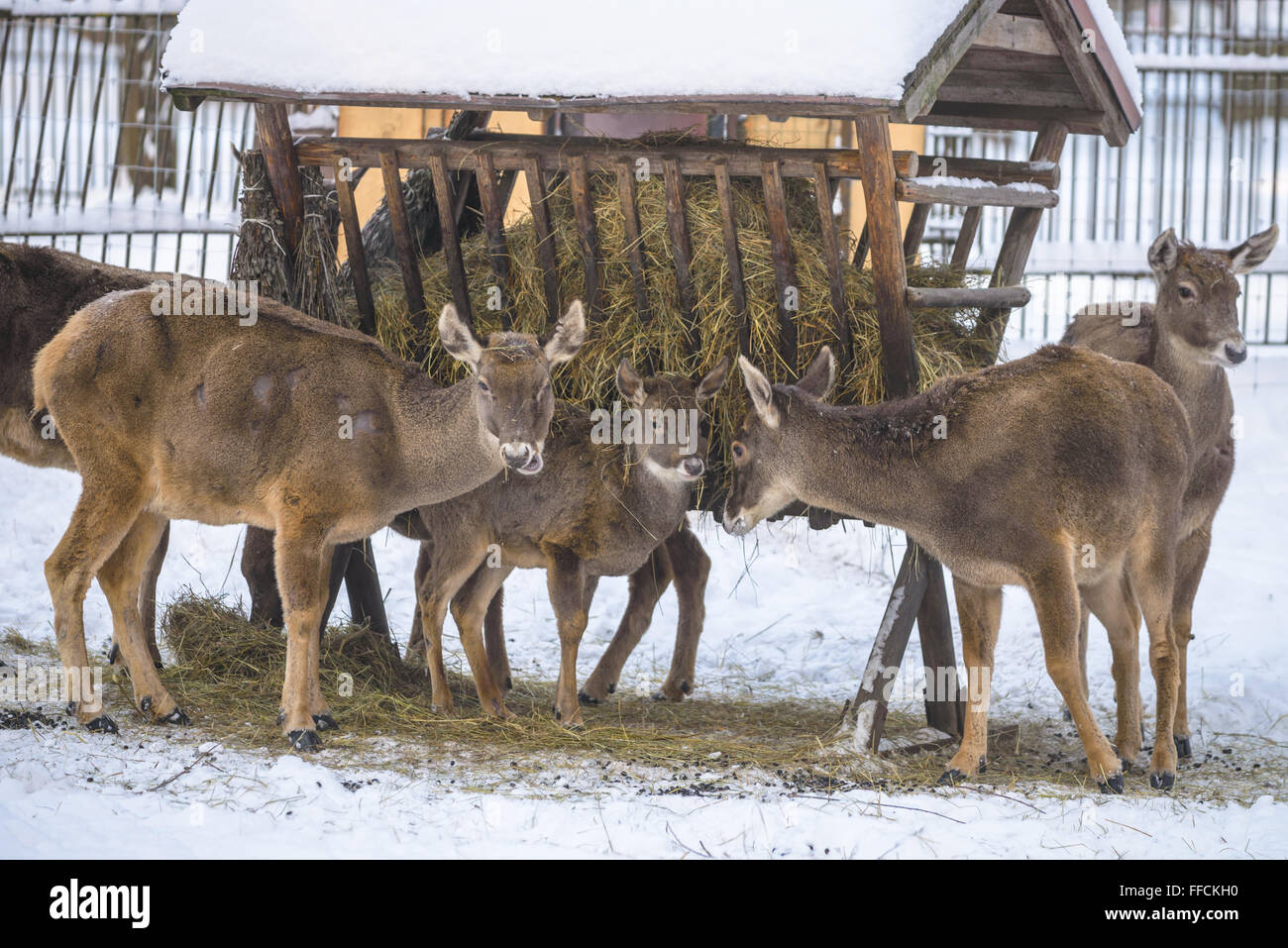 North grey deers are feeding under shed Stock Photo