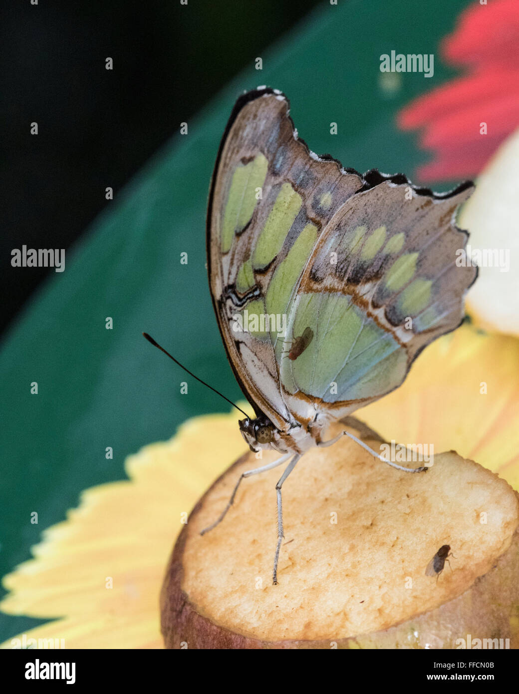 Malachite butterfly (Siproeta stelenes) feeding on a piece of fruit Stock Photo