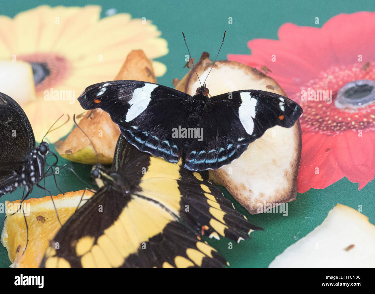 Antiochus Longwing butterfly (Heliconius antiochus) Stock Photo