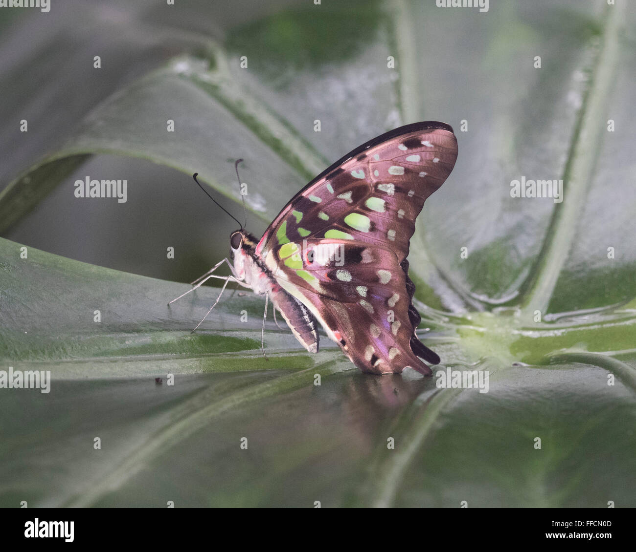 Malachite butterfly (Siproeta stelenes) resting on a leaf Stock Photo