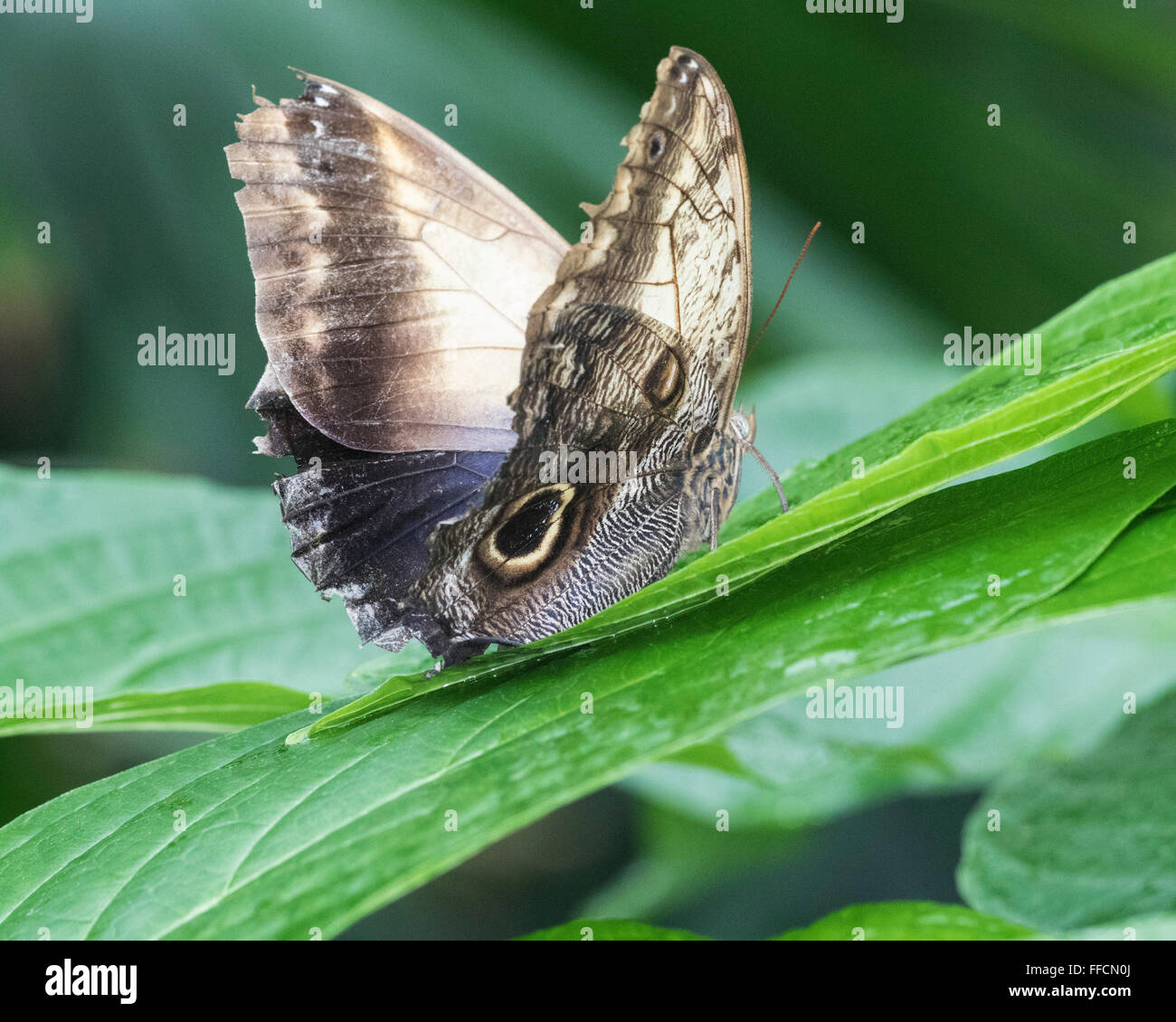 Grecian Shoemaker butterfly (Catonephele numilia) Stock Photo