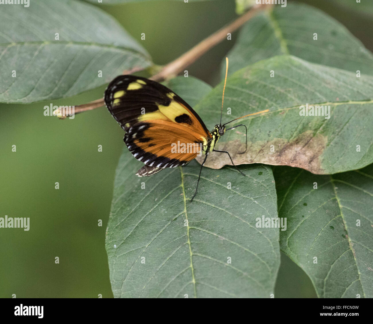 Tiger longwing butterfly (Heliconius hecale) Stock Photo