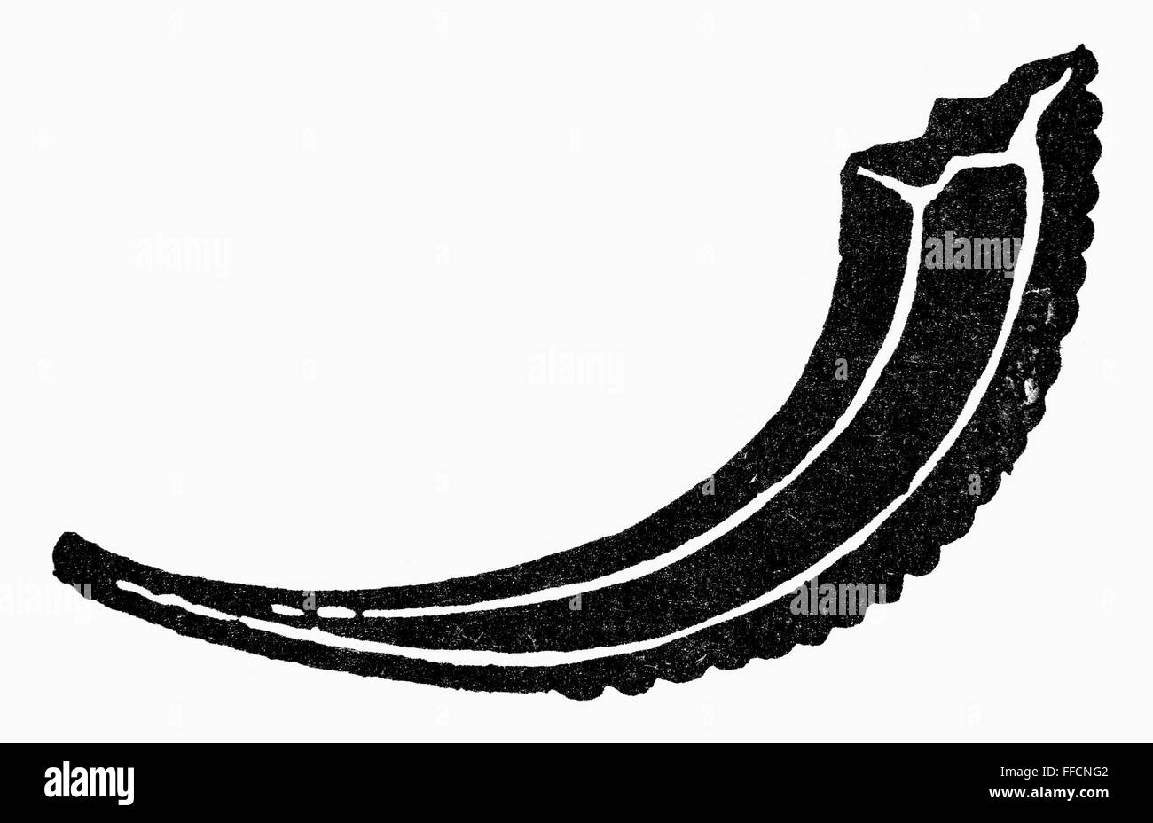 JUDAISM SHOFAR. /nA shofar made from a ram's horn, symbol of Rosh Hashanah Stock Photo Alamy