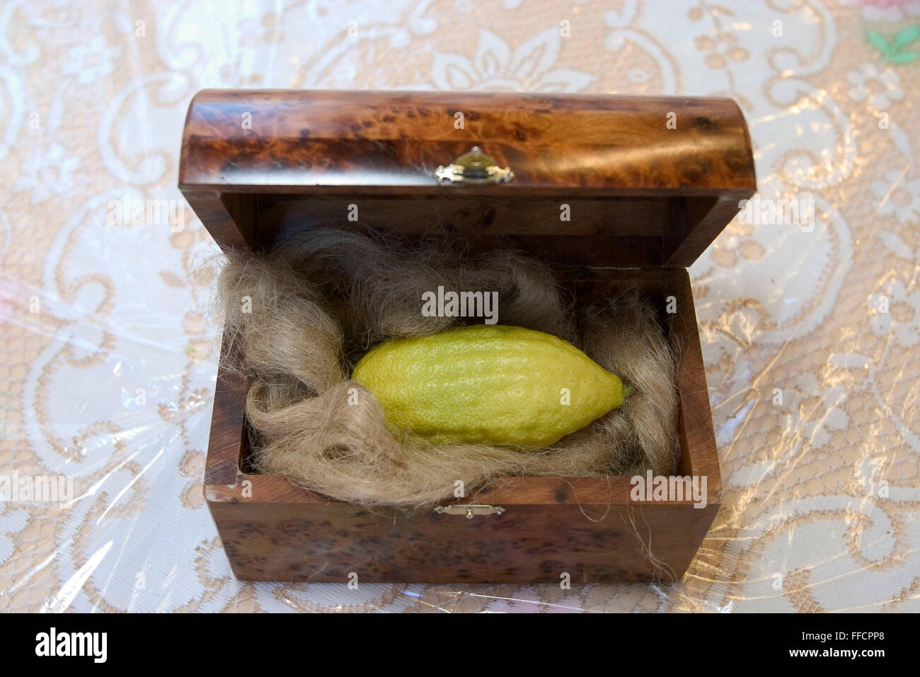 An Etrog (Citron) on a bed of horsehair inside a presentation box. The etrog is used in the mitzvah of the four species for the festival of Sukkot, the feast of Tabernacles. The holiday of Sukkot commemorates the forty-year period during which the children of Israel were wandering in the desert. Stock Photo