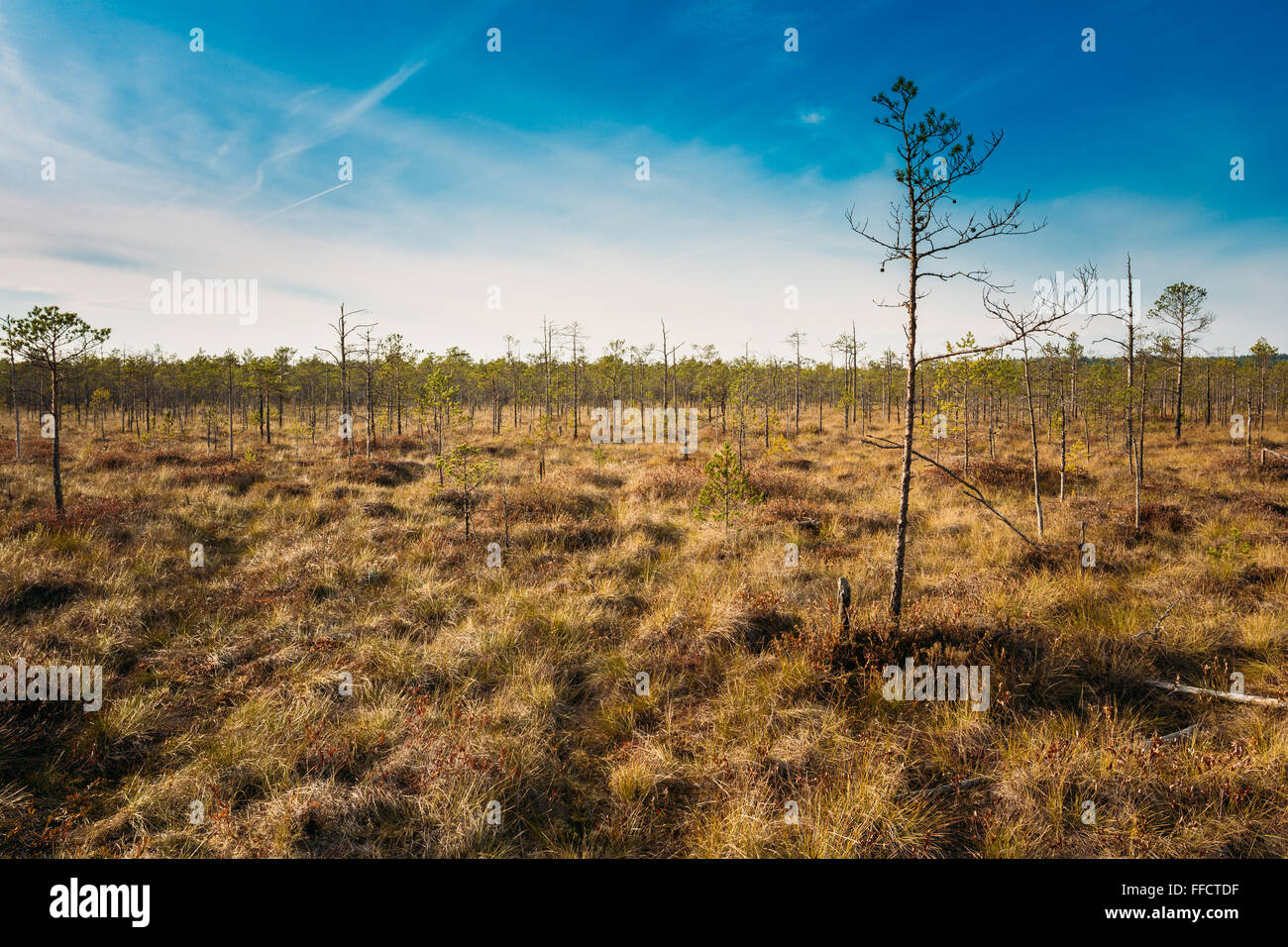 Bog grassy. Dwarf trees growing near the marsh bog. Autumn season Stock ...