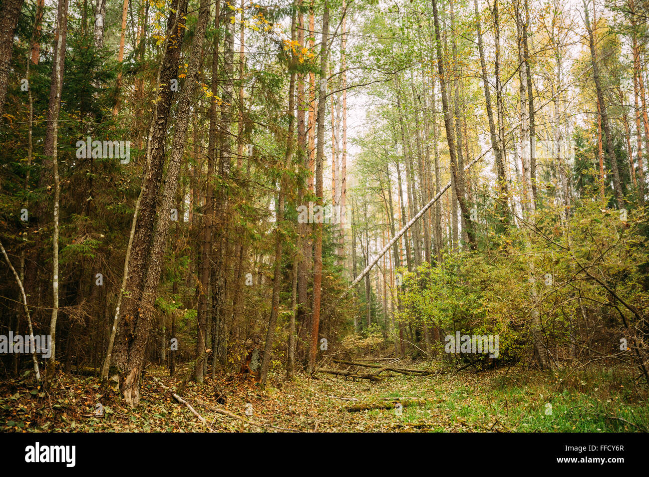 Autumn forest. Fallen trees in coniferous forest reserve. Stock Photo