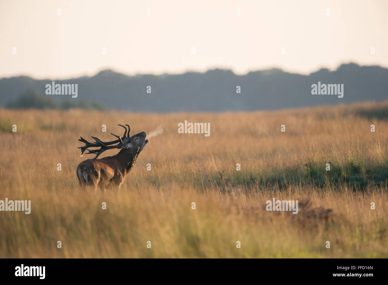 Red Deer / Rothirsch ( Cervus elaphus ), stag, roaring deeply, in wide open grassland, with breath cloud, at dusk. Stock Photo
