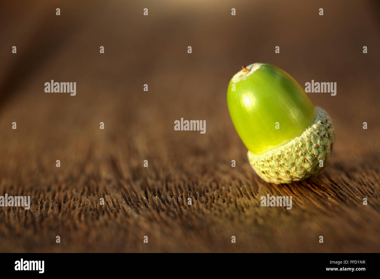 A single, green ripe acorn, in it's shell, sitting on a wooden base Stock Photo