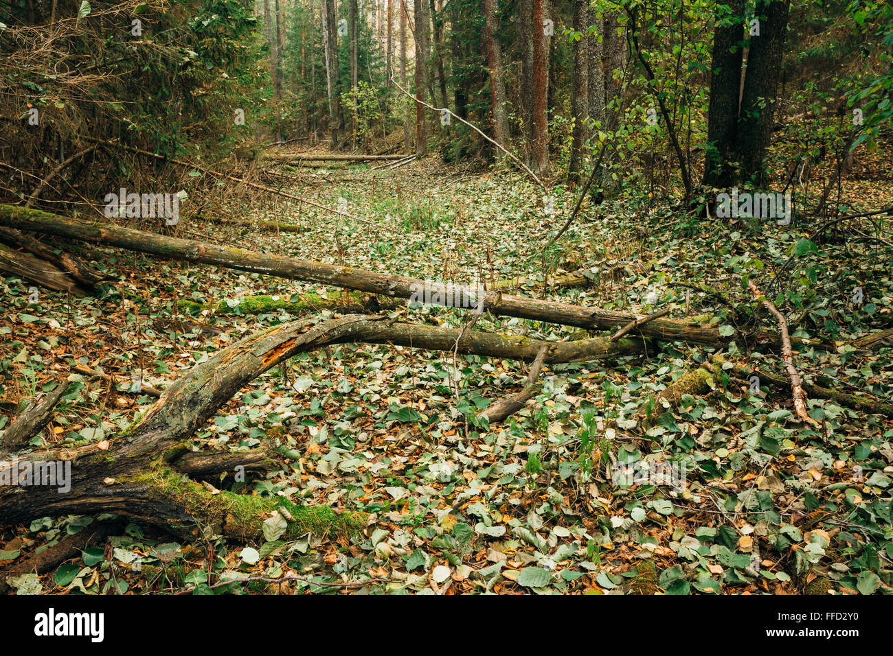 Wild autumn forest. Fallen trees in coniferous forest reserve. Stock Photo