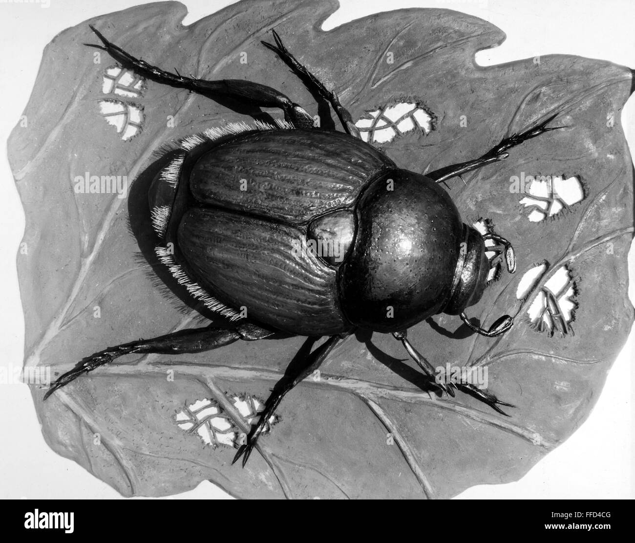 JAPANESE BEETLE. /nPopillia japonica Stock Photo Alamy