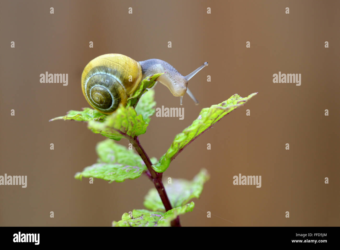 A small yellow banded garden snail climbing over a garden plant Stock Photo