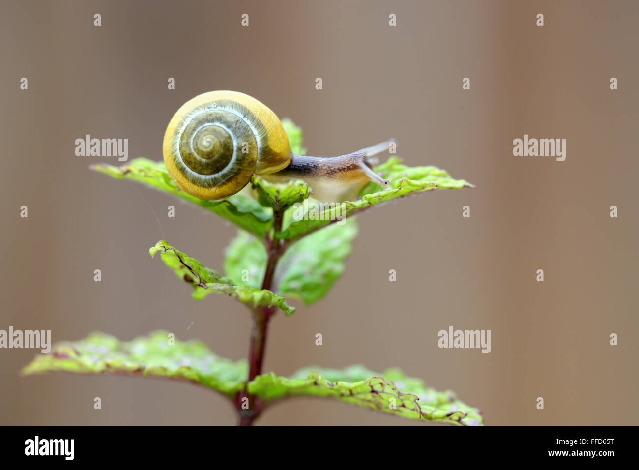 A small yellow banded garden snail climbing over a garden plant Stock Photo
