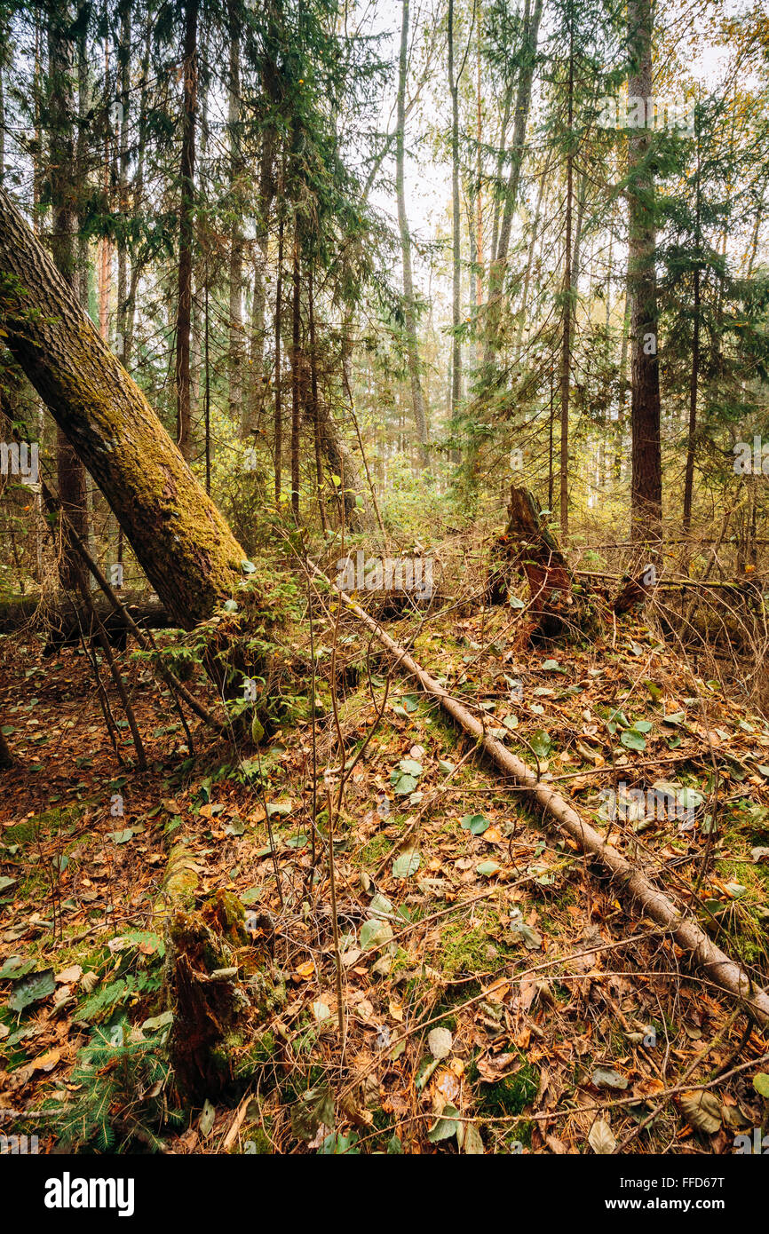 Fallen trees in autumn wild coniferous forest reserve. Stock Photo