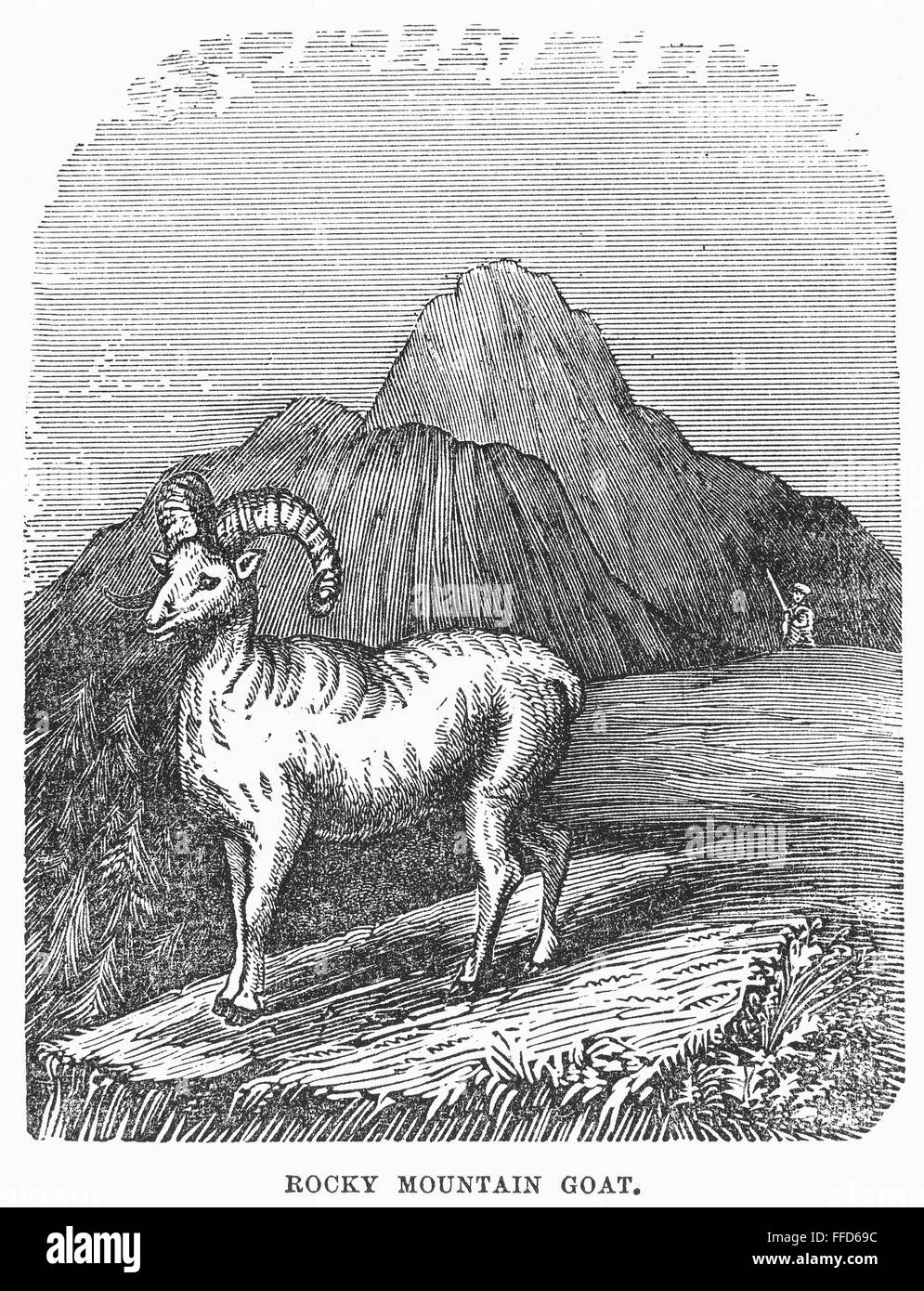 ROCKY MOUNTAIN GOAT. /nThe upper Missouri River Valley. Wood engraving, 19th century. Stock Photo
