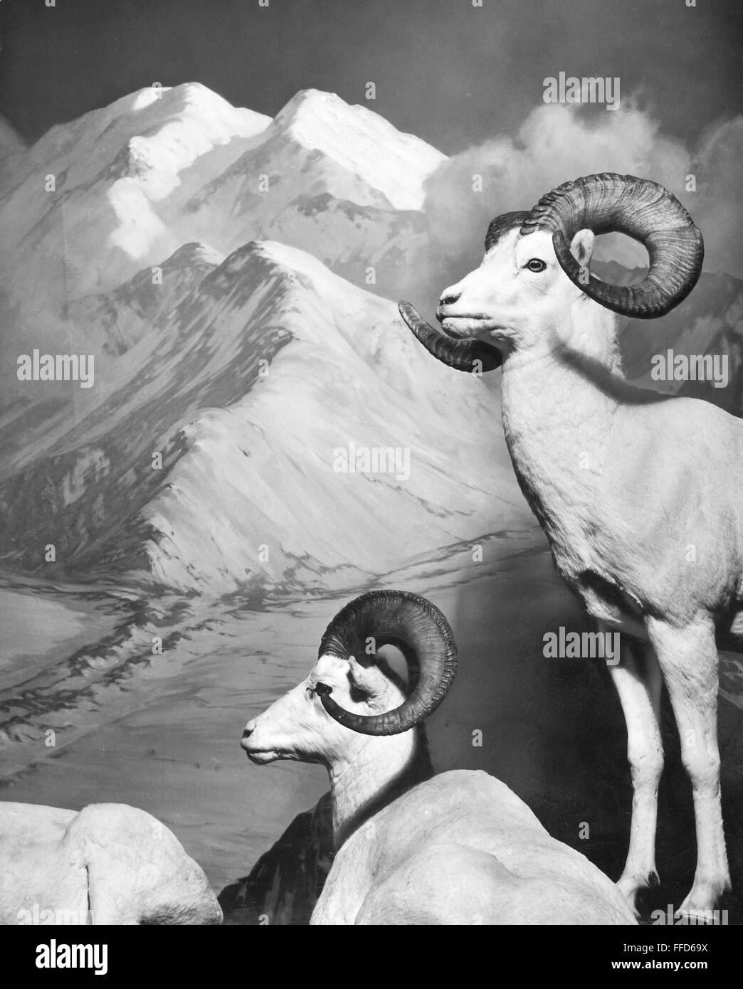 DALL SHEEP. /nOvis dalli. Taxidermy examples of Dall sheep at the