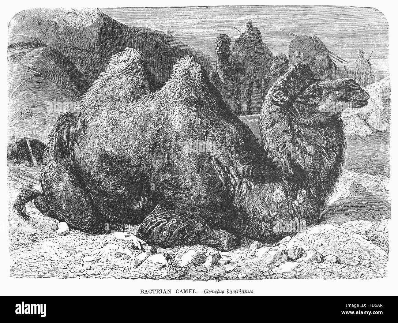 Bactrian Camel Ncamelus Bactrianus Line Engraving 19th Century 