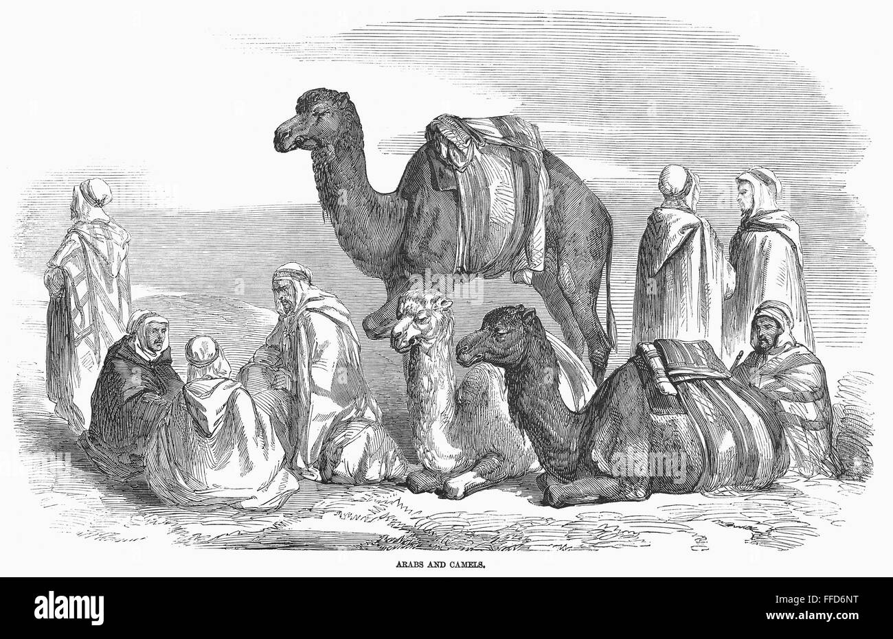 ALGERIA: CAMELS, 1858. /nLine engraving, English, 1858. Stock Photo
