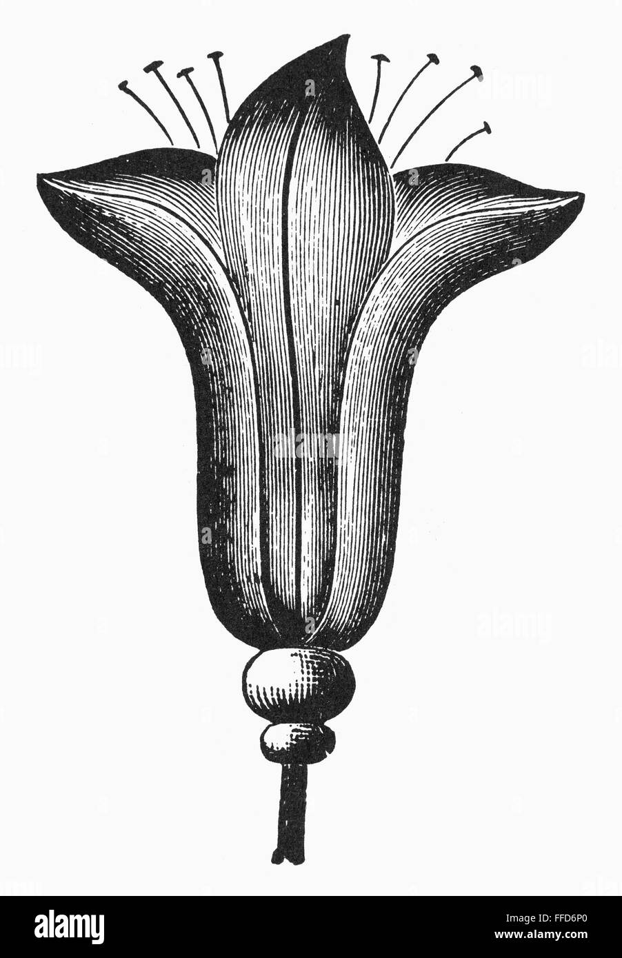 LILY. /nSymbol of death. Line engraving Stock Photo Alamy