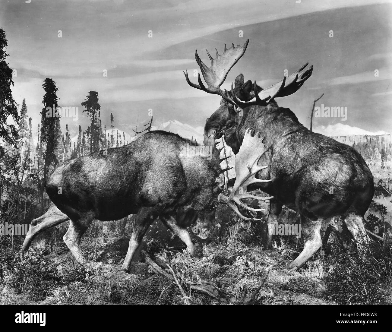 BULL MOOSE. /nTaxidermy examples of two bull moose fighting, at the