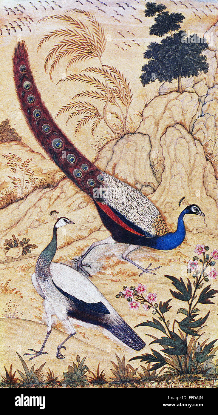 INDIA: PEAFOWL, c1610. /nMale and female peafowl. Mughal album painting, c1610, attributed to Ustad Mansur, Nadir al-Asr. Stock Photo