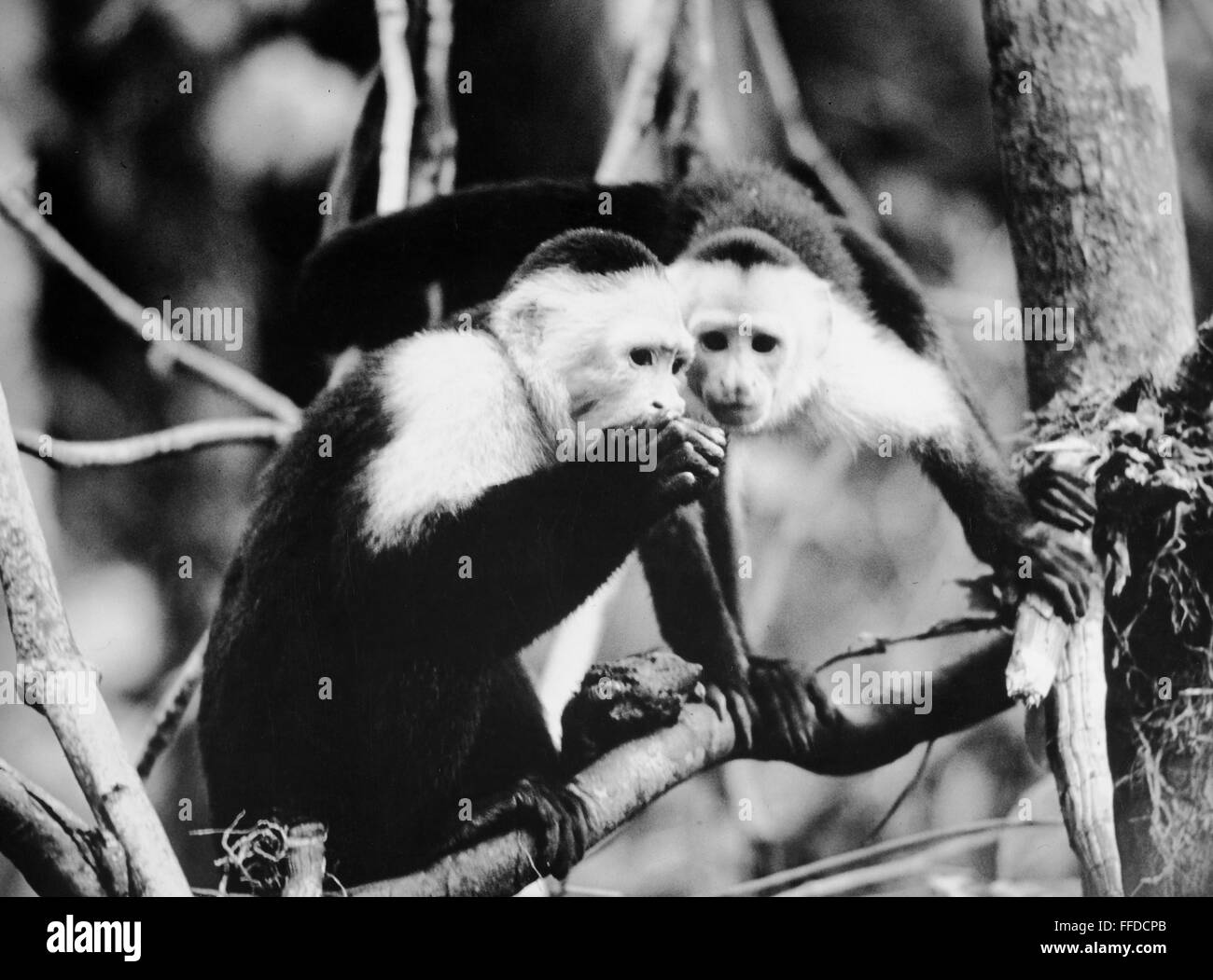 WHITE-FACED MONKEY. /nPhotographed 20th century Stock Photo - Alamy