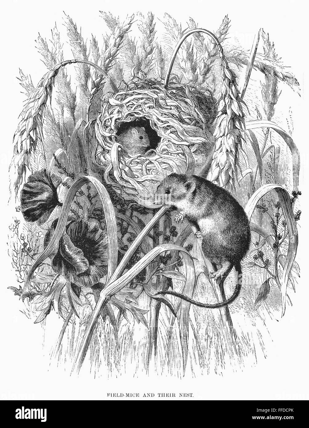 FIELD MICE. /nLine engraving, 19th century Stock Photo Alamy