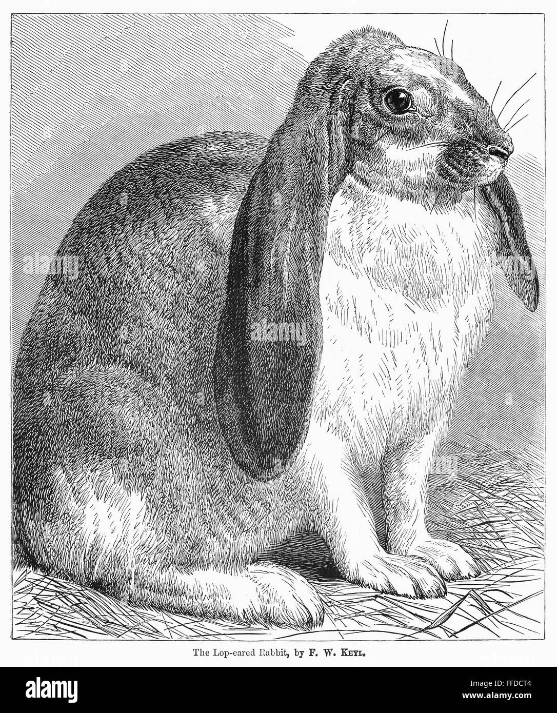 LOPEARED RABBIT. /nLine engraving, 19th century Stock Photo Alamy