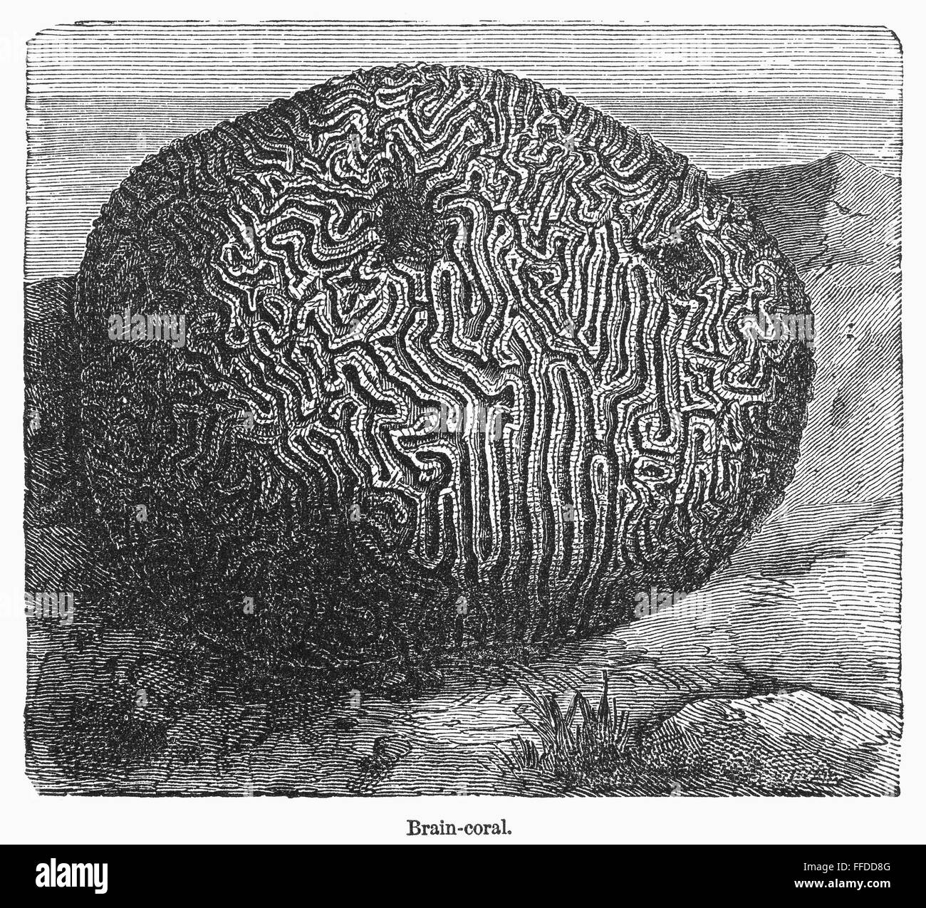 BRAIN CORAL. /nLine engraving, 19th century Stock Photo Alamy