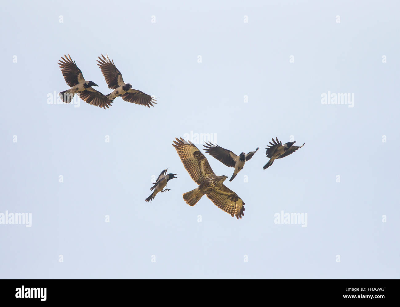Mob of crows hi-res stock photography and images - Alamy