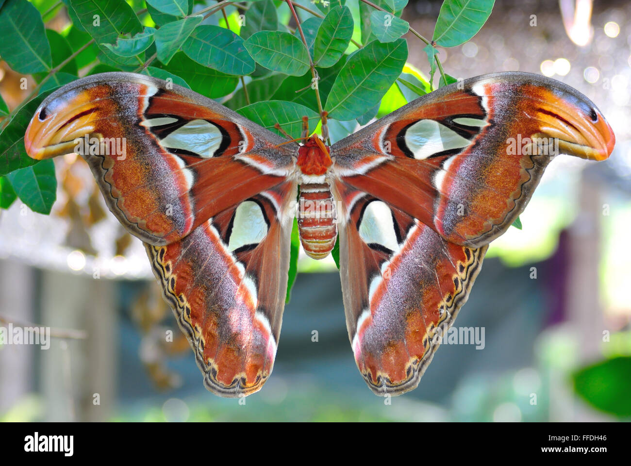 Atlas moth Stock Photo