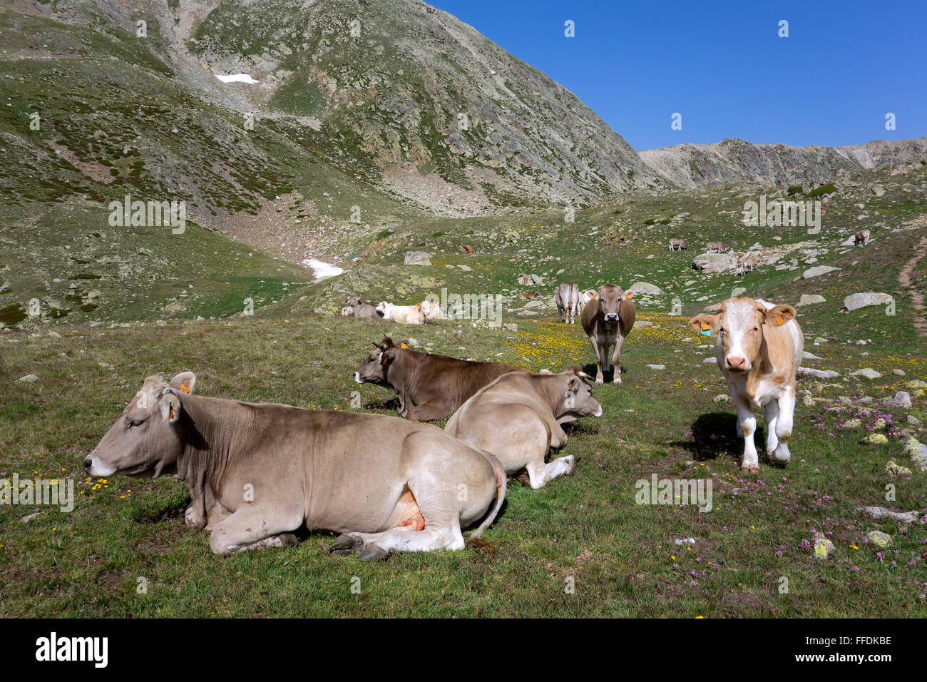 Cows pasturing. Pyrenees. Catalunya. Spain Stock Photo