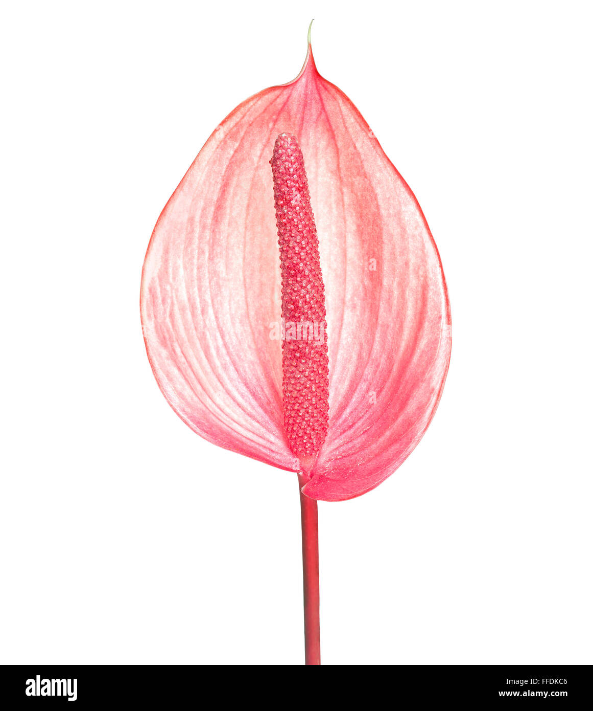 Close up of Anthurium flower, shallow depth of field. Stock Photo