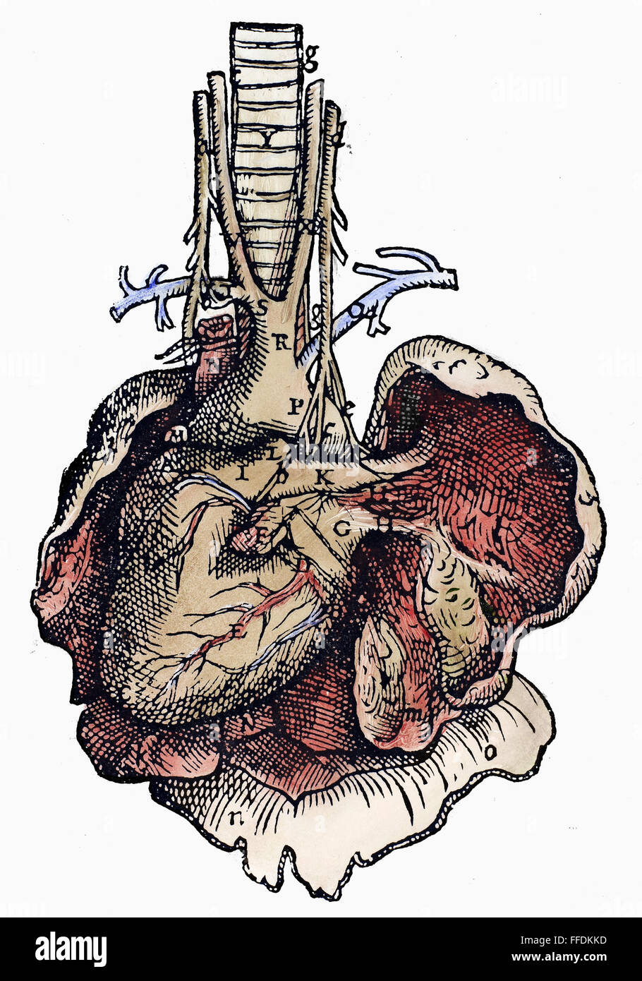 HUMAN HEART, 1543. /nWoodcut from the sixth book of Andreas Vesalius' 'De Humani Corporis Fabrica,' published in 1543 at Basel, Switzerland. Stock Photo