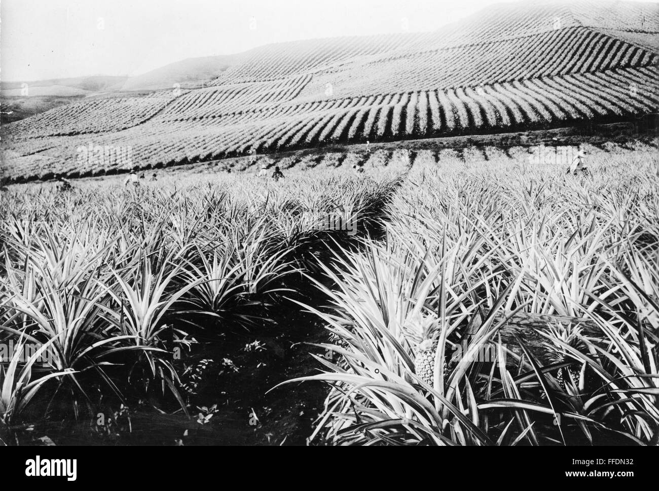HAWAII PINEAPPLE FARM. /nA pineapple plantation in Hawaii. Photograph