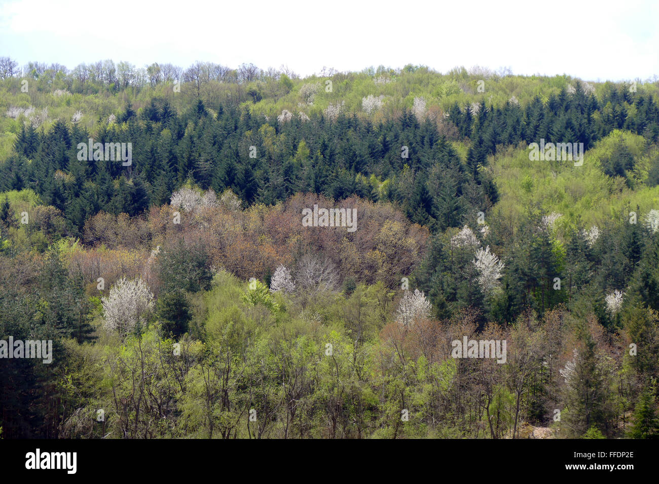 Spring forest. Flowering cherries in mixed forest. Stock Photo