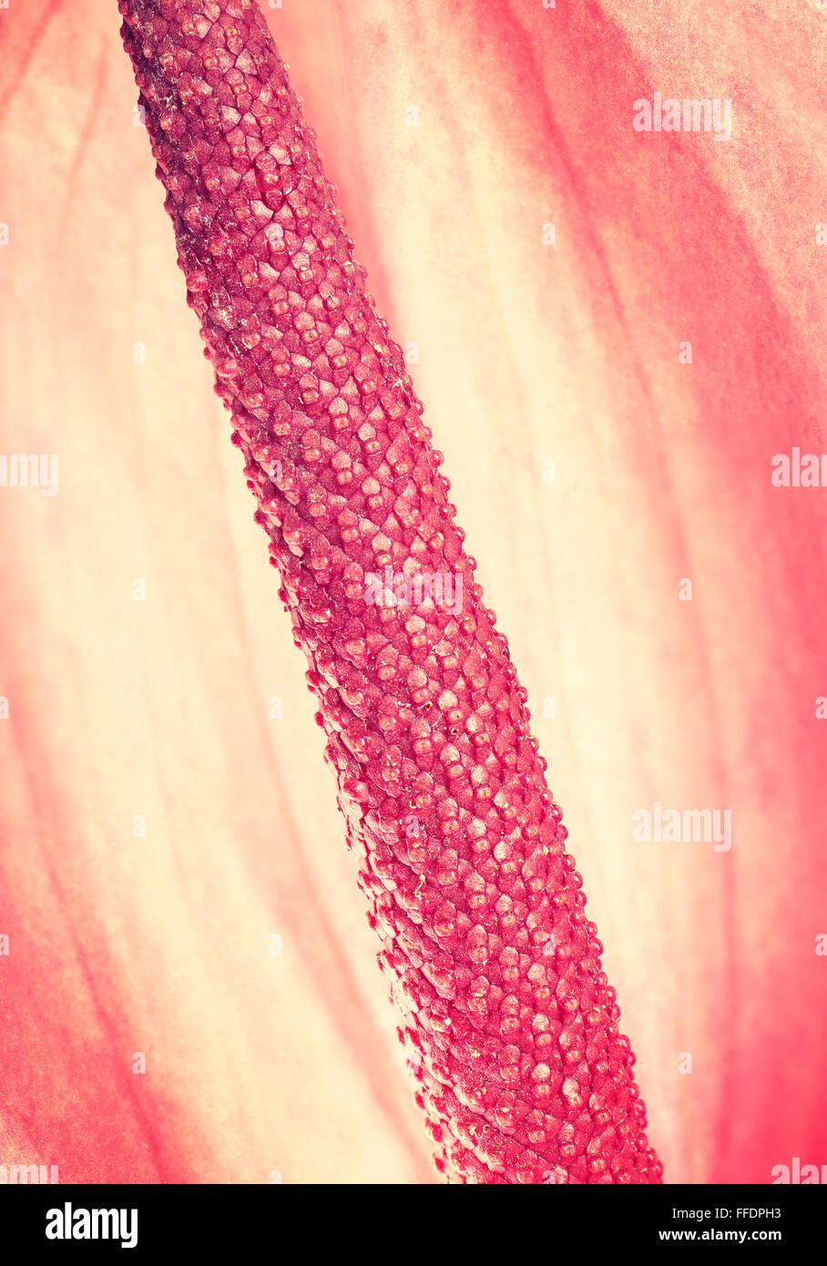 Retro toned close up of Anthurium flower. Stock Photo