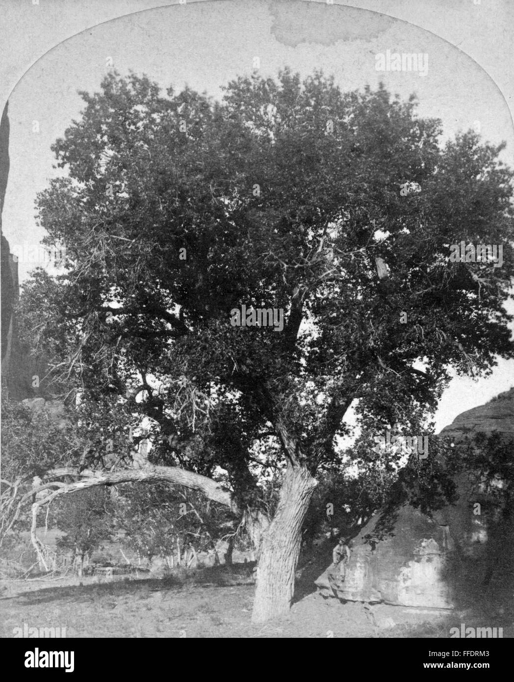 COTTONWOOD TREE, 1873. /nCottonwood tree at the Canyon de Chelly in