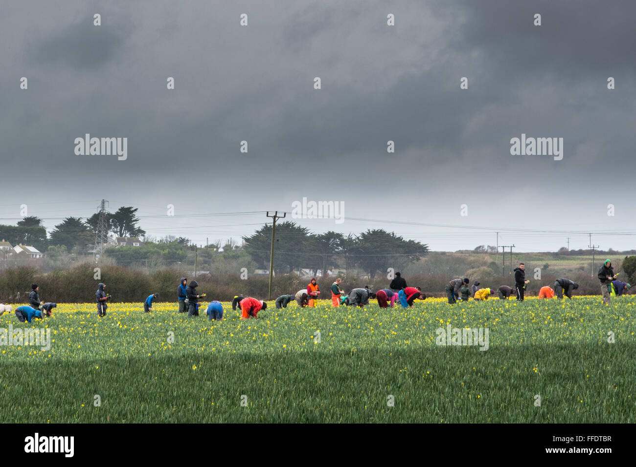 Hayle, Cornwall, UK. 12th February 2016. UK Weather. Polish daffodil pickers working in a rainy Cornwall,  ahead of the boom in demand for Valentines weekend. Credit:  Simon Yates/Alamy Live News Stock Photo