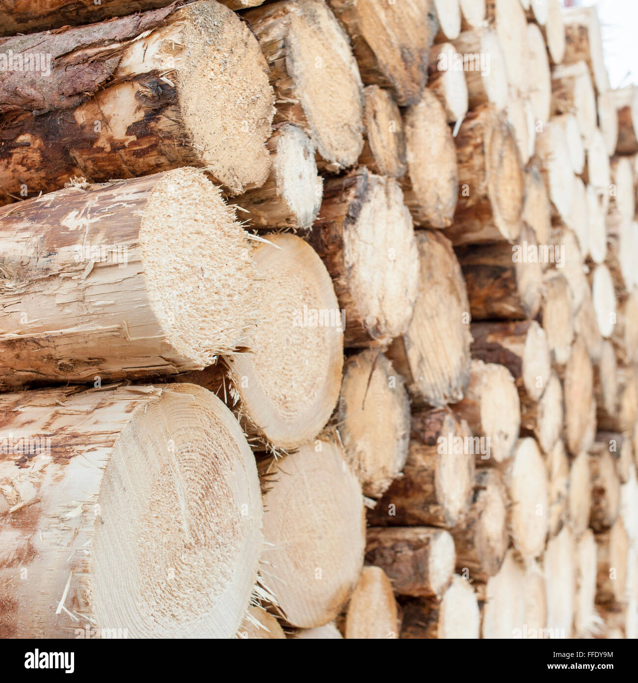 A pile of logs stacked pine logs. Stock Photo