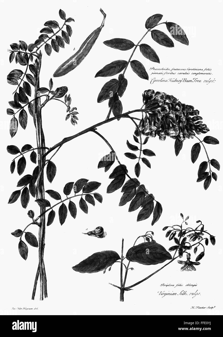 CATALOGUS PLANTARUM, 1730. /nCarolina kidney bean tree and Virginian