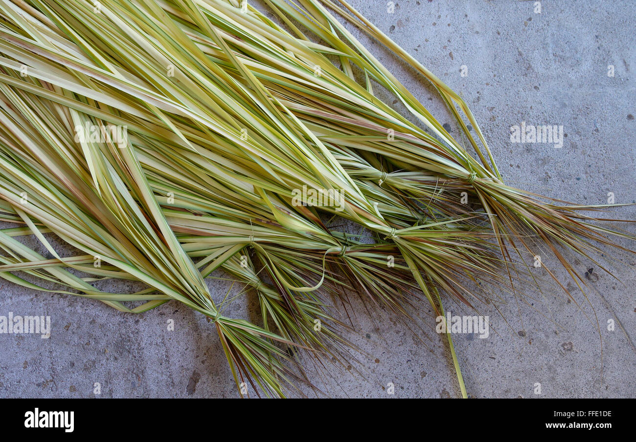 Leaves of nipa palm for the production of cigarette paper in Thailand, Asia Stock Photo